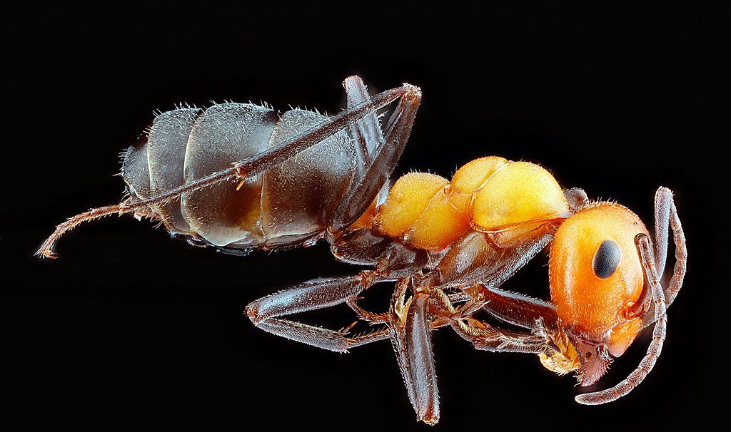 Ant Control service in Columbus, OH