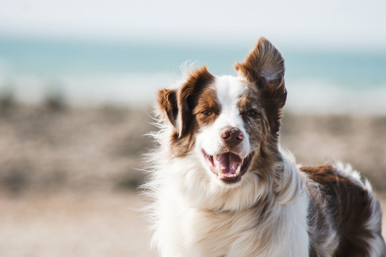 Flea & Tick Control service in Columbus, OH