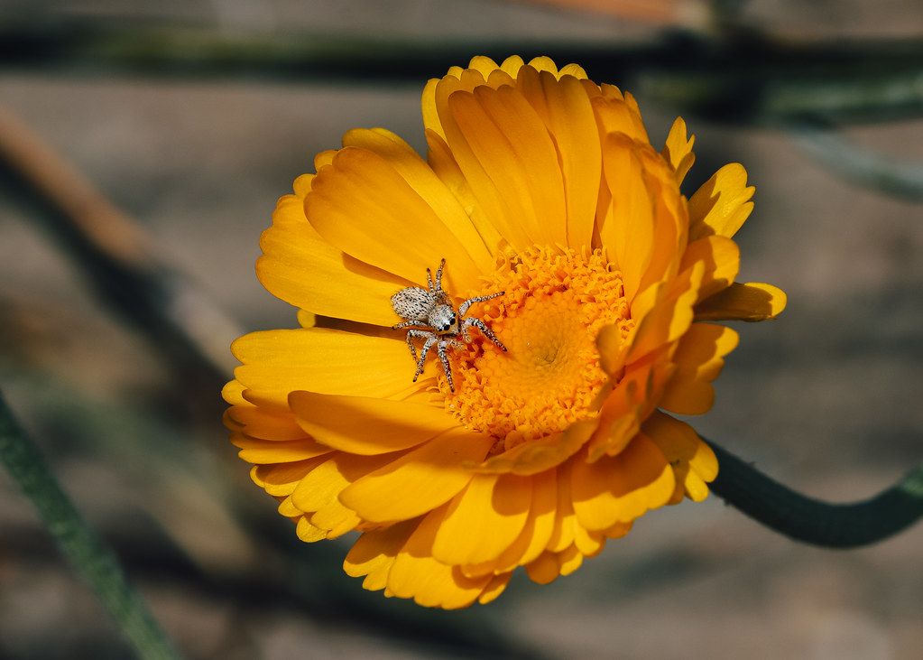 Spider Control service in Columbus, OH